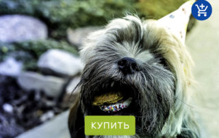 собачьи именины