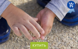 полезные бактерии